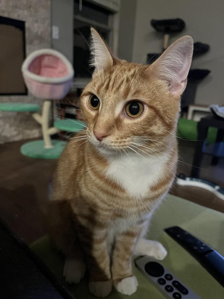 Mandarin (Citrus Crew), Adoptable, Young Male Domestic Short Hair.