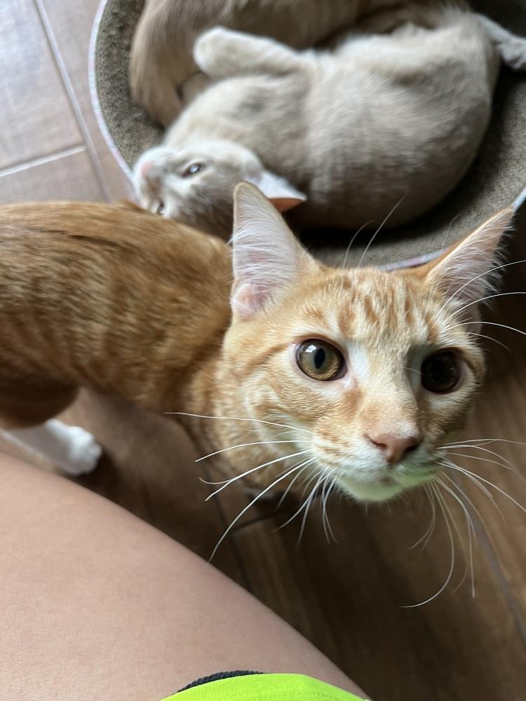 Enlarge Mandarin (Citrus Crew), a Adoptable Domestic Short Hair in Blanchard, OK image 2/6