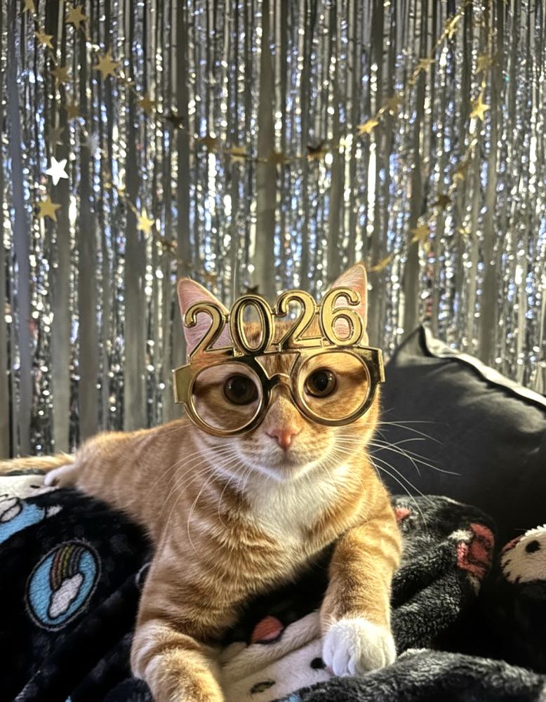 Enlarge Mandarin (Citrus Crew), a Adoptable Domestic Short Hair in Blanchard, OK image 3/6