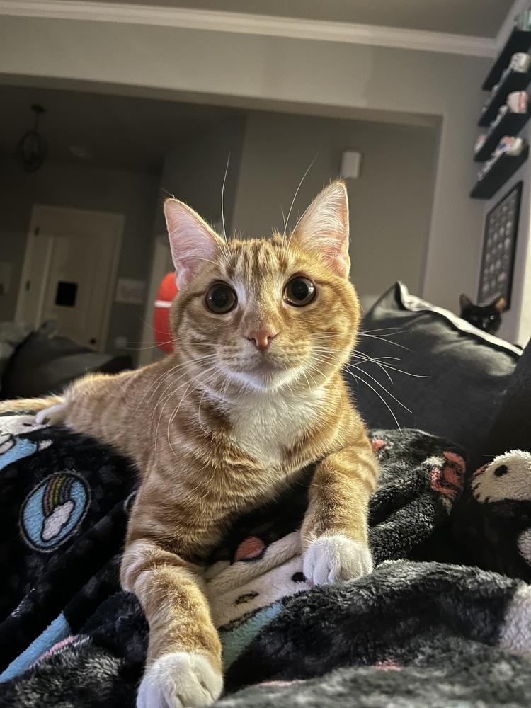 Enlarge Mandarin (Citrus Crew), a Adoptable Domestic Short Hair in Blanchard, OK image 3/6