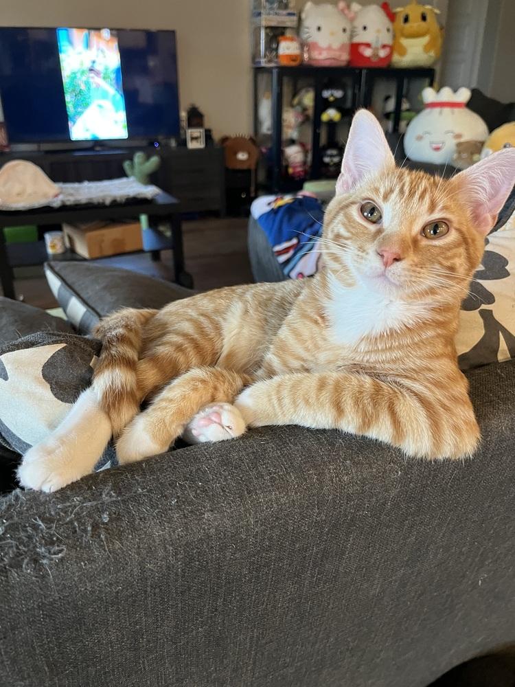 Enlarge Mandarin (Citrus Crew), a Adoptable Domestic Short Hair in Blanchard, OK image 5/6