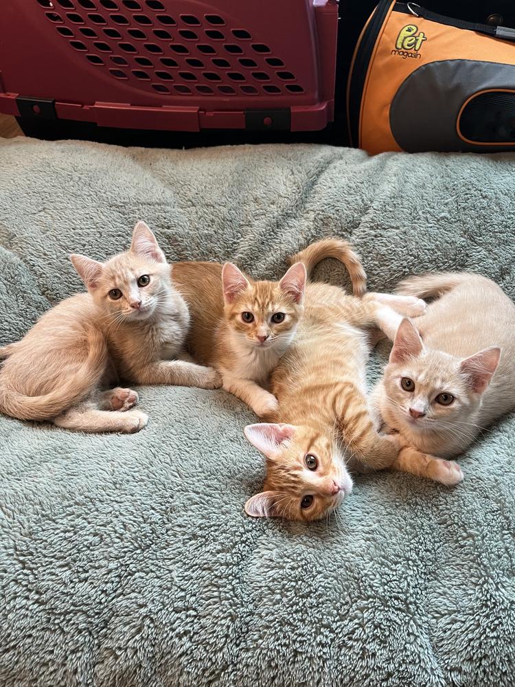 Enlarge Mandarin (Citrus Crew), a Adoptable Domestic Short Hair in Blanchard, OK image 6/6