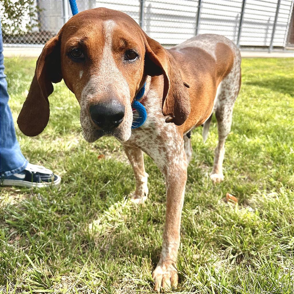 Sweet Pea, Adoptable, Adult Female Bloodhound & Mixed Breed.