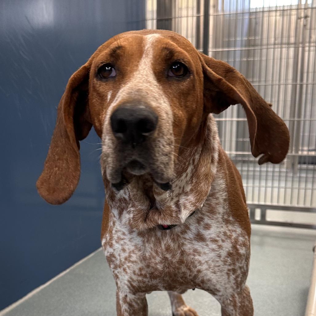 Enlarge Sweet Pea, a Adoptable mixed breed in Chesapeake, VA image 2/4