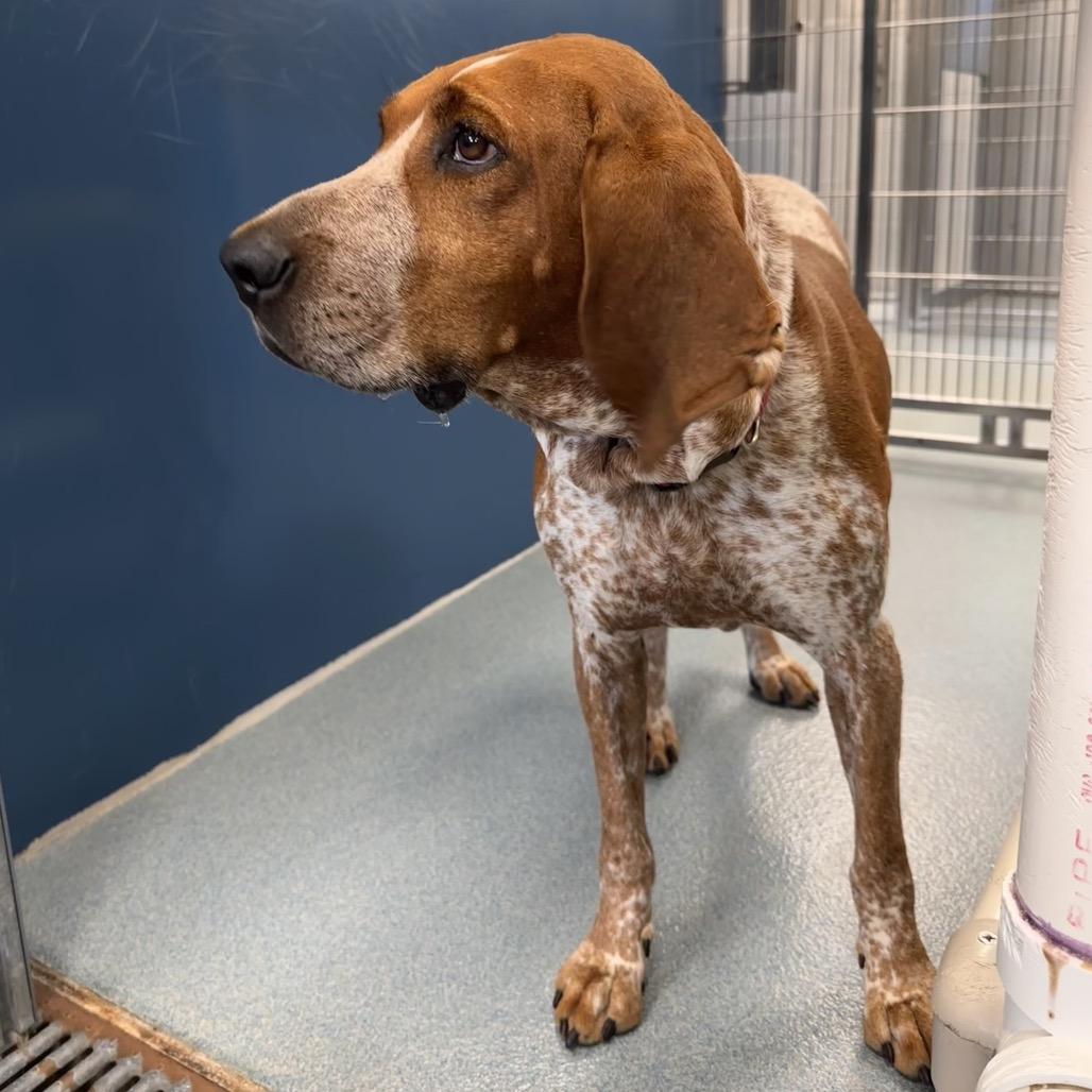 Enlarge Sweet Pea, a Adoptable mixed breed in Chesapeake, VA image 3/4