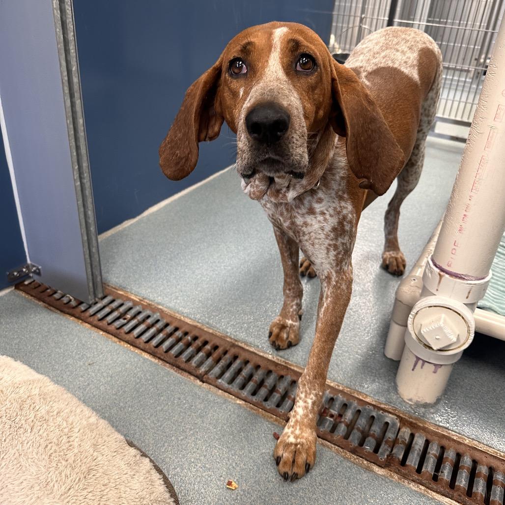 Enlarge Sweet Pea, a Adoptable mixed breed in Chesapeake, VA image 4/4