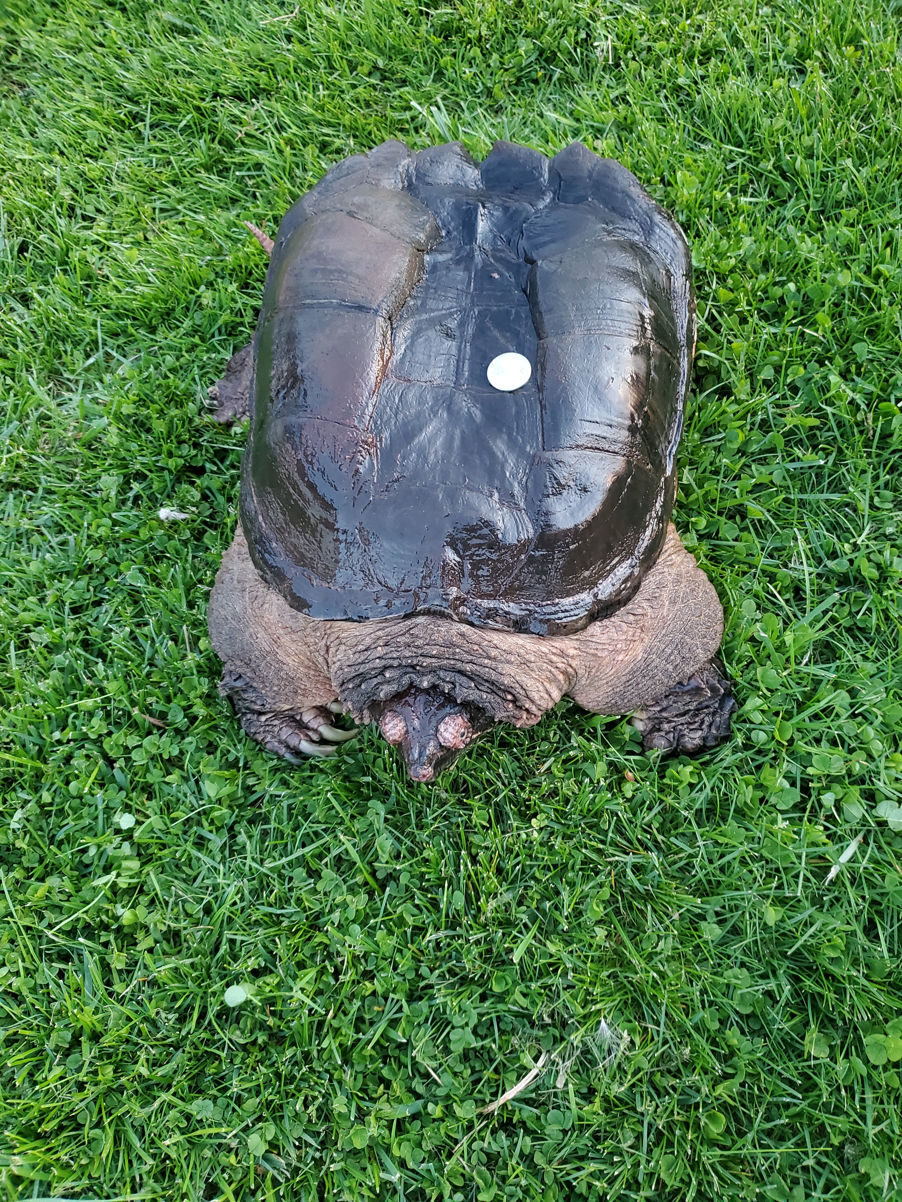 XL Common Snapping Turtle photo 3