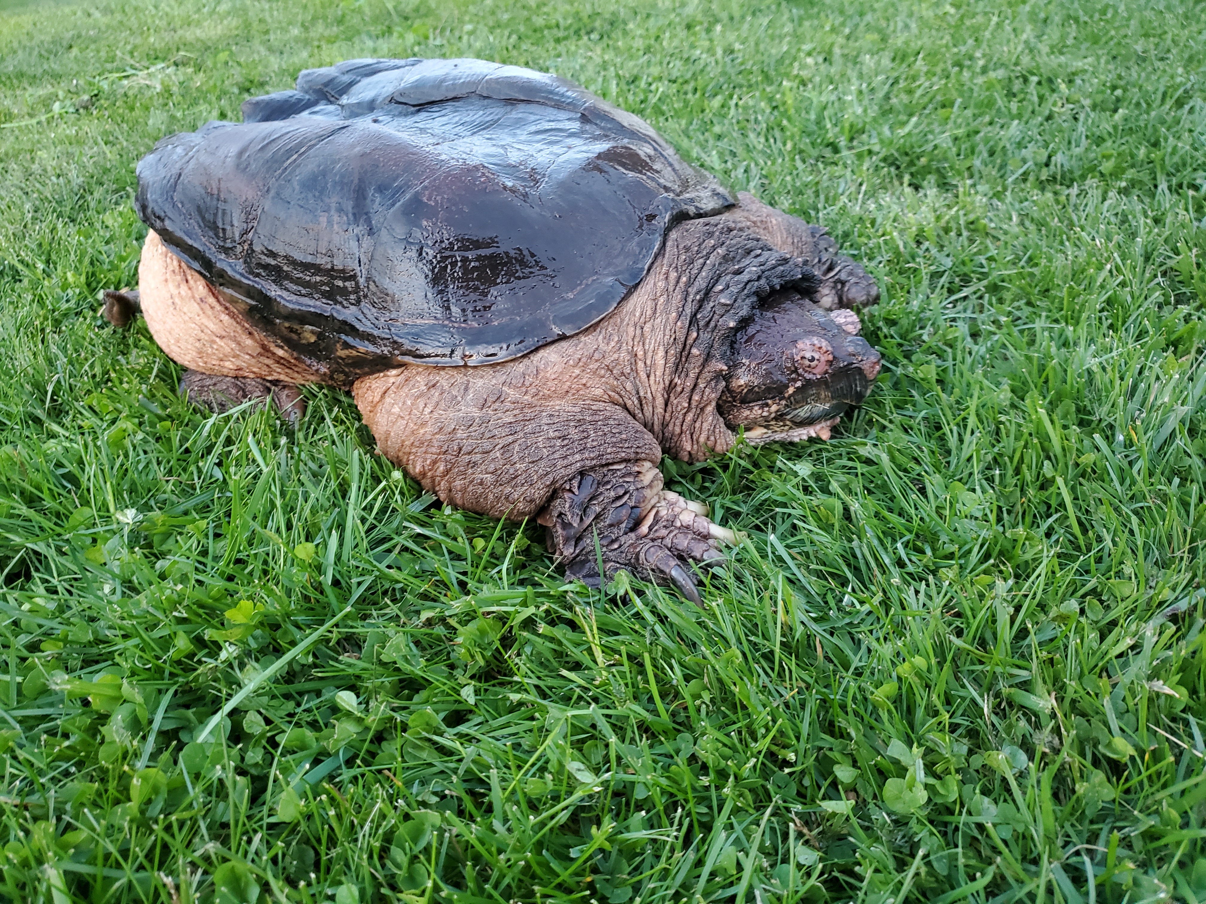 XL Common Snapping Turtle photo 1
