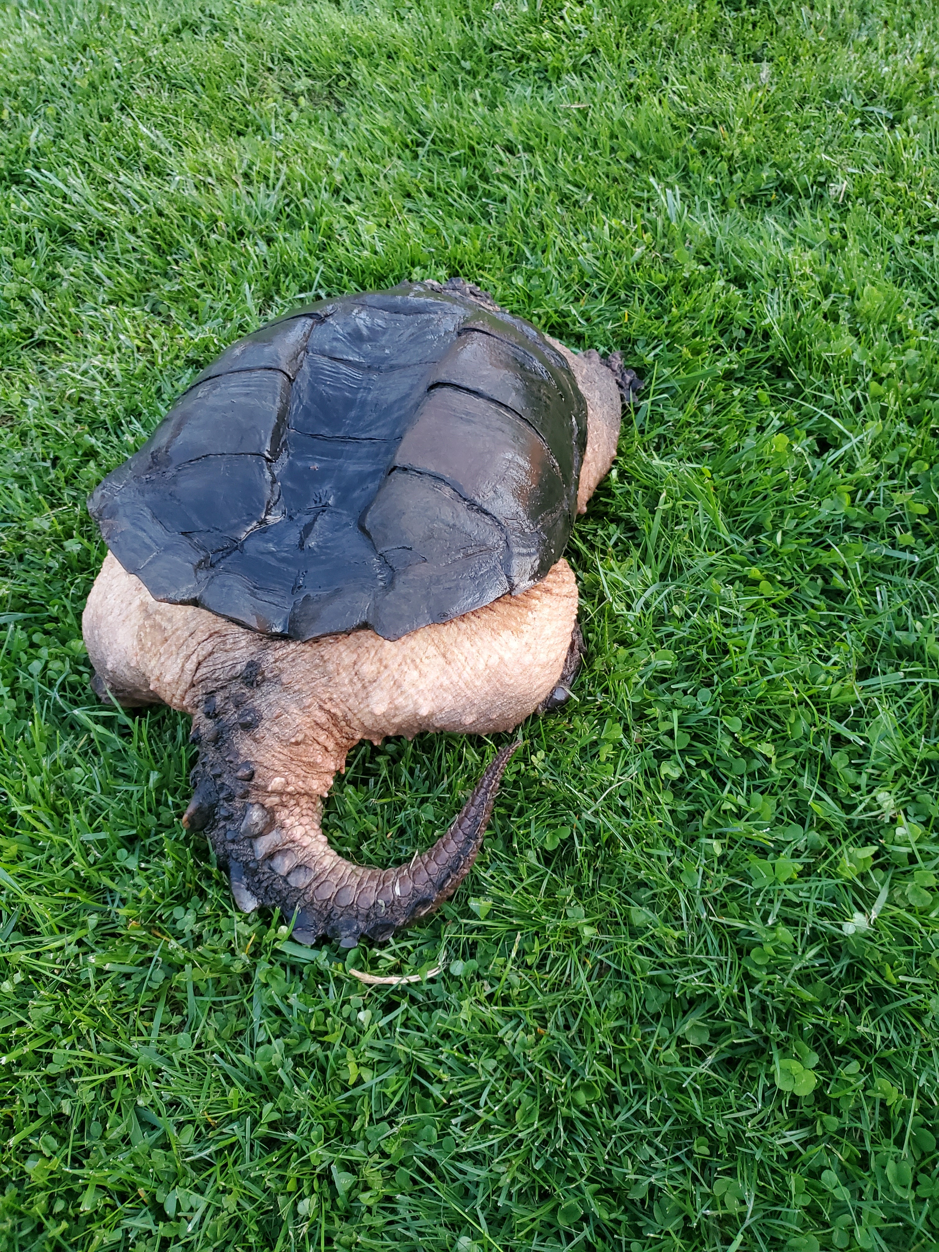 XL Common Snapping Turtle photo 4