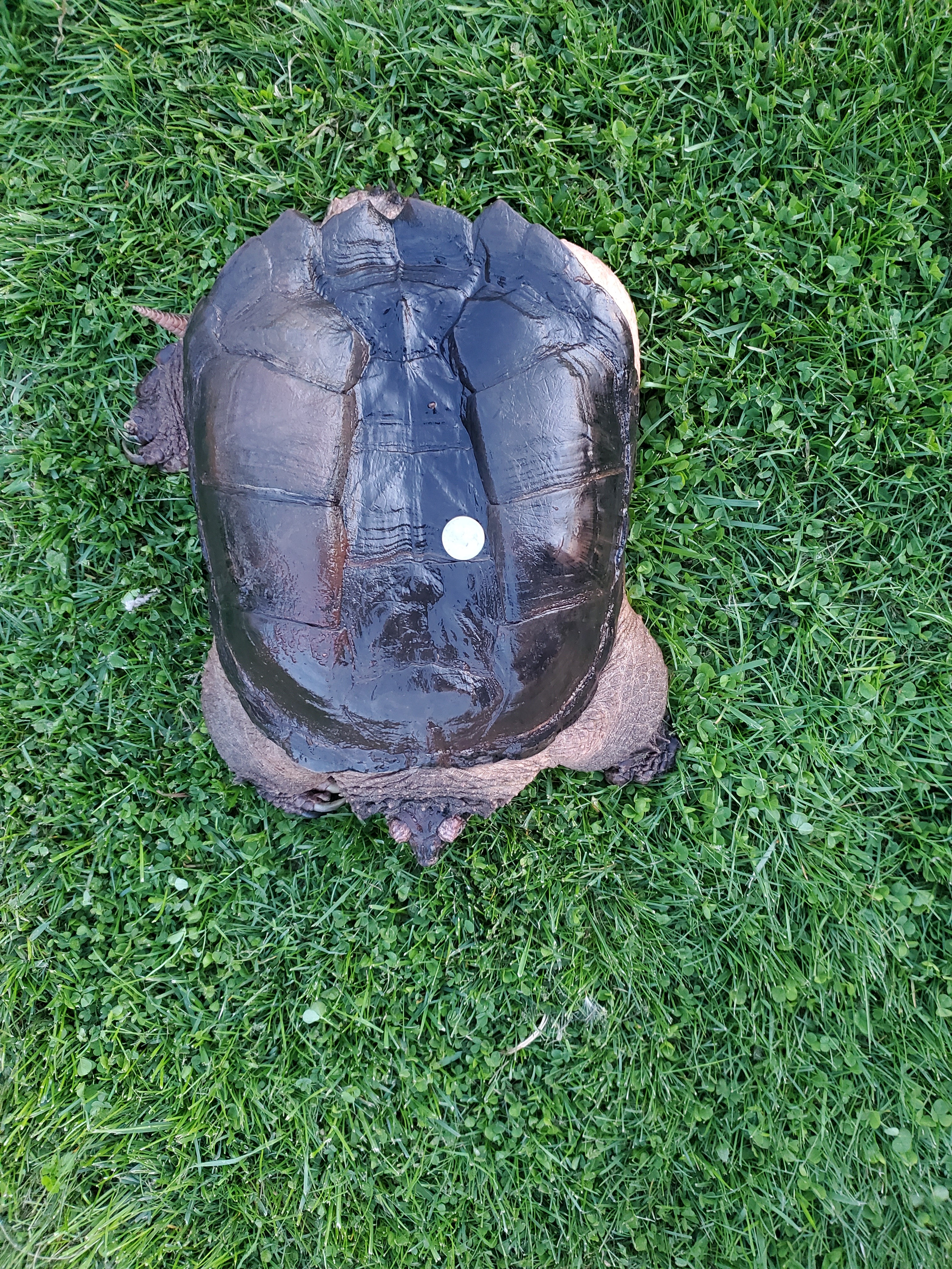 XL Common Snapping Turtle photo 2