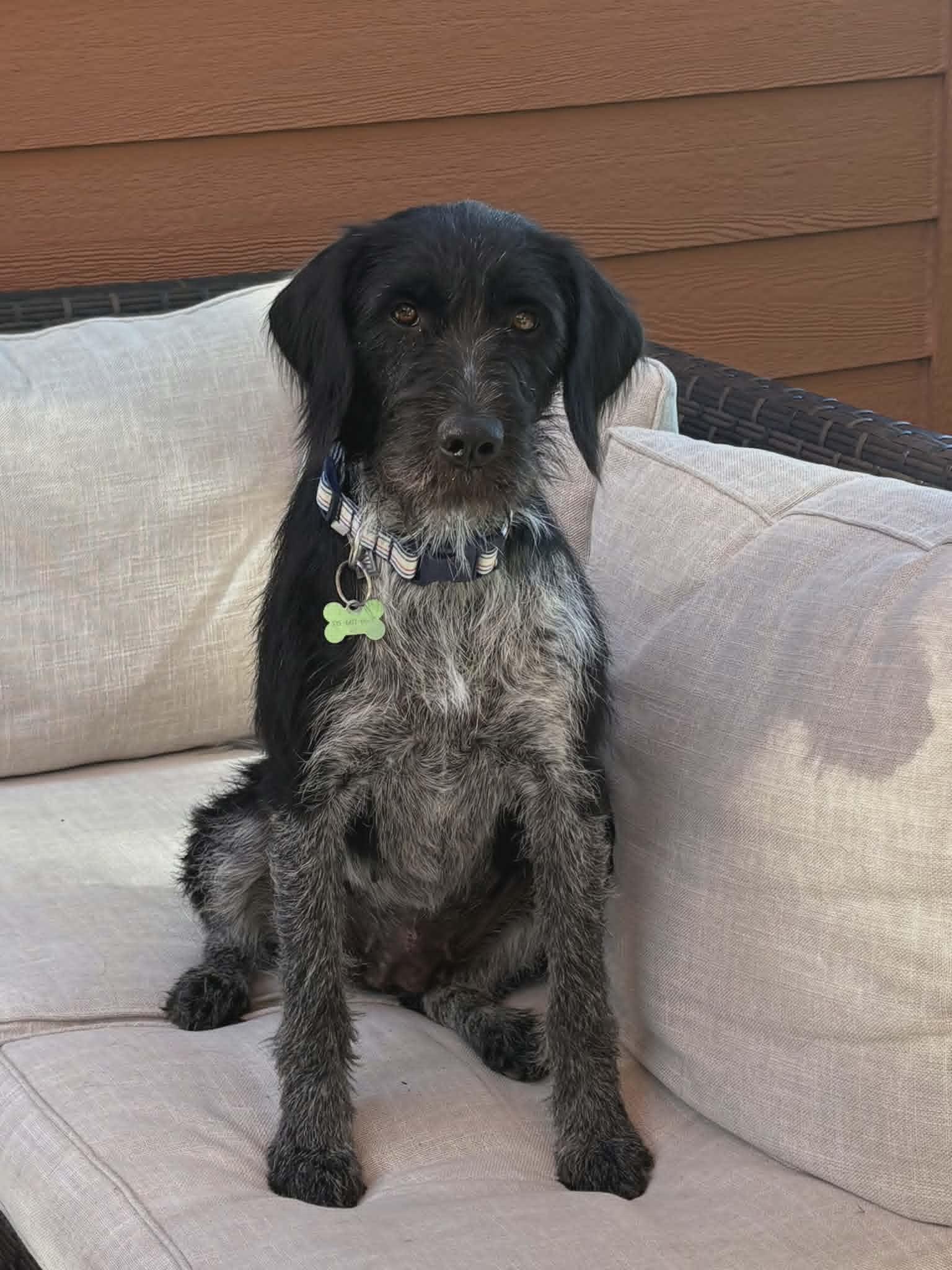 Pepper, Adopted, Young Female Wirehaired Pointing Griffon.