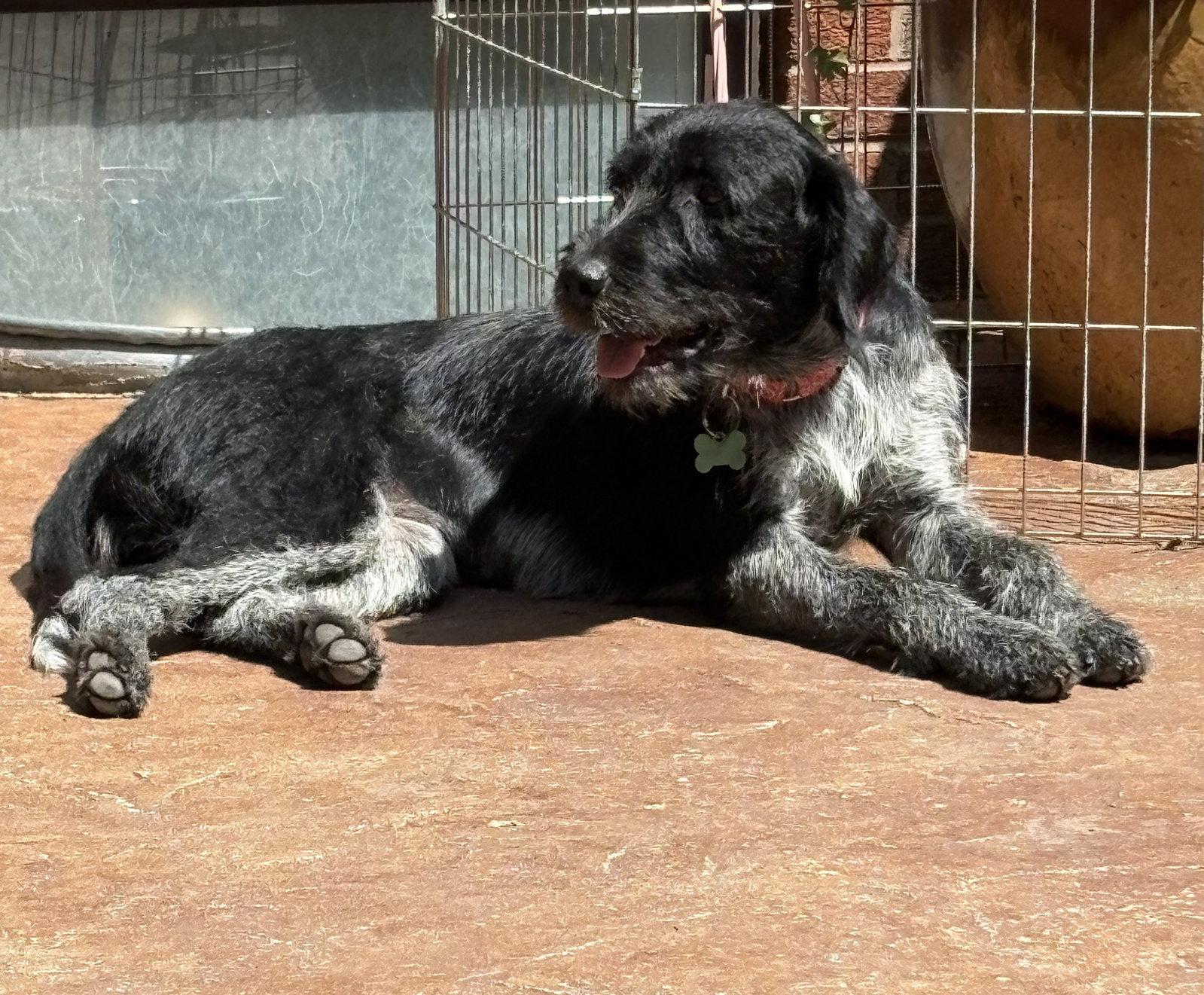 Pepper, a Adopted Wirehaired Pointing Griffon in West Des Moines, IA image 2/2