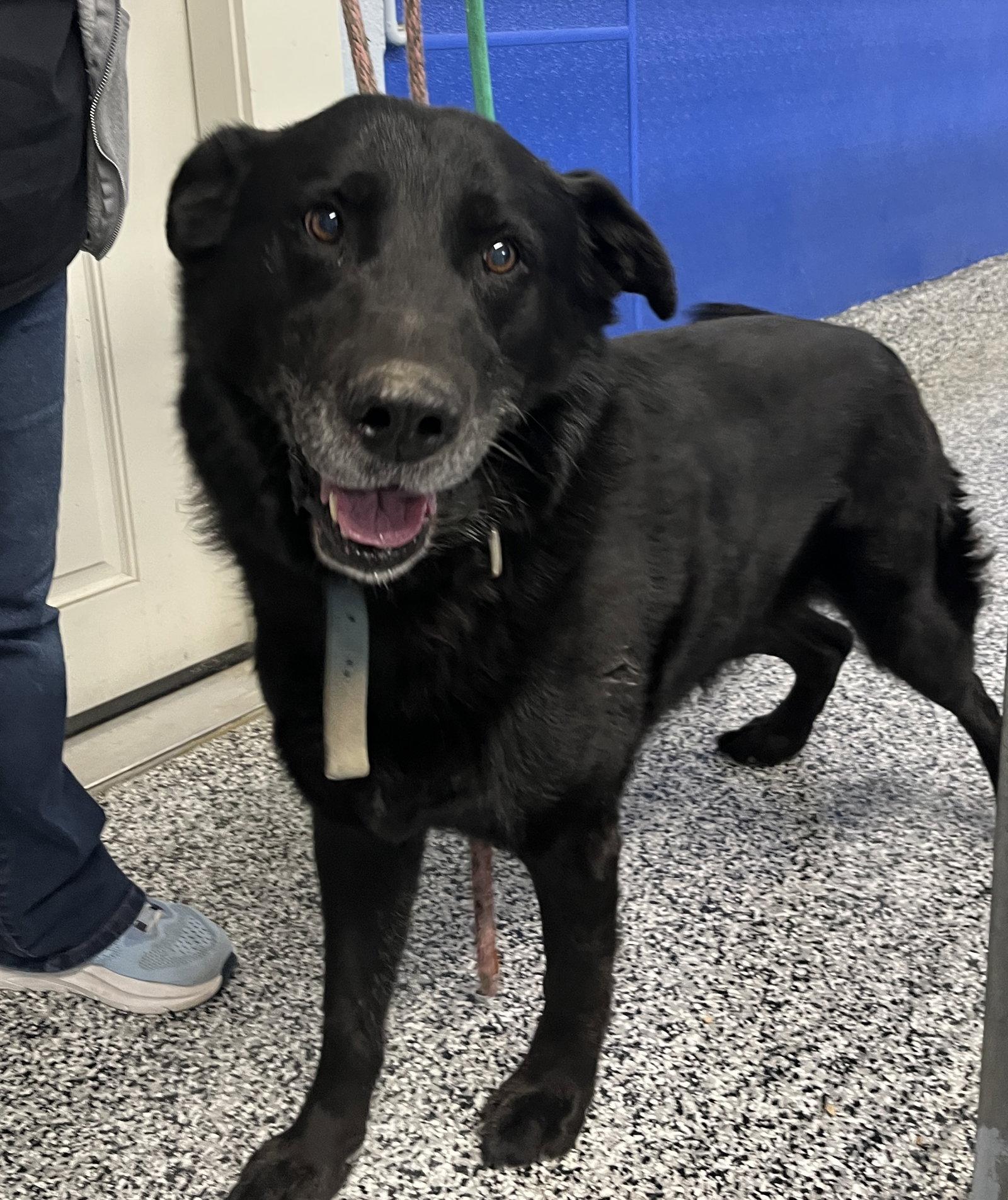 Enlarge Champ, a Adoptable Flat-Coated Retriever in Emmett, ID image 1/2