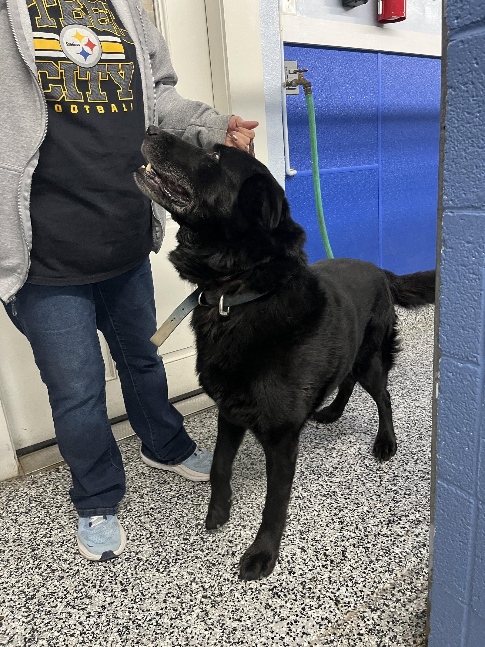 Enlarge Champ, a Adoptable Flat-Coated Retriever in Emmett, ID image 2/2