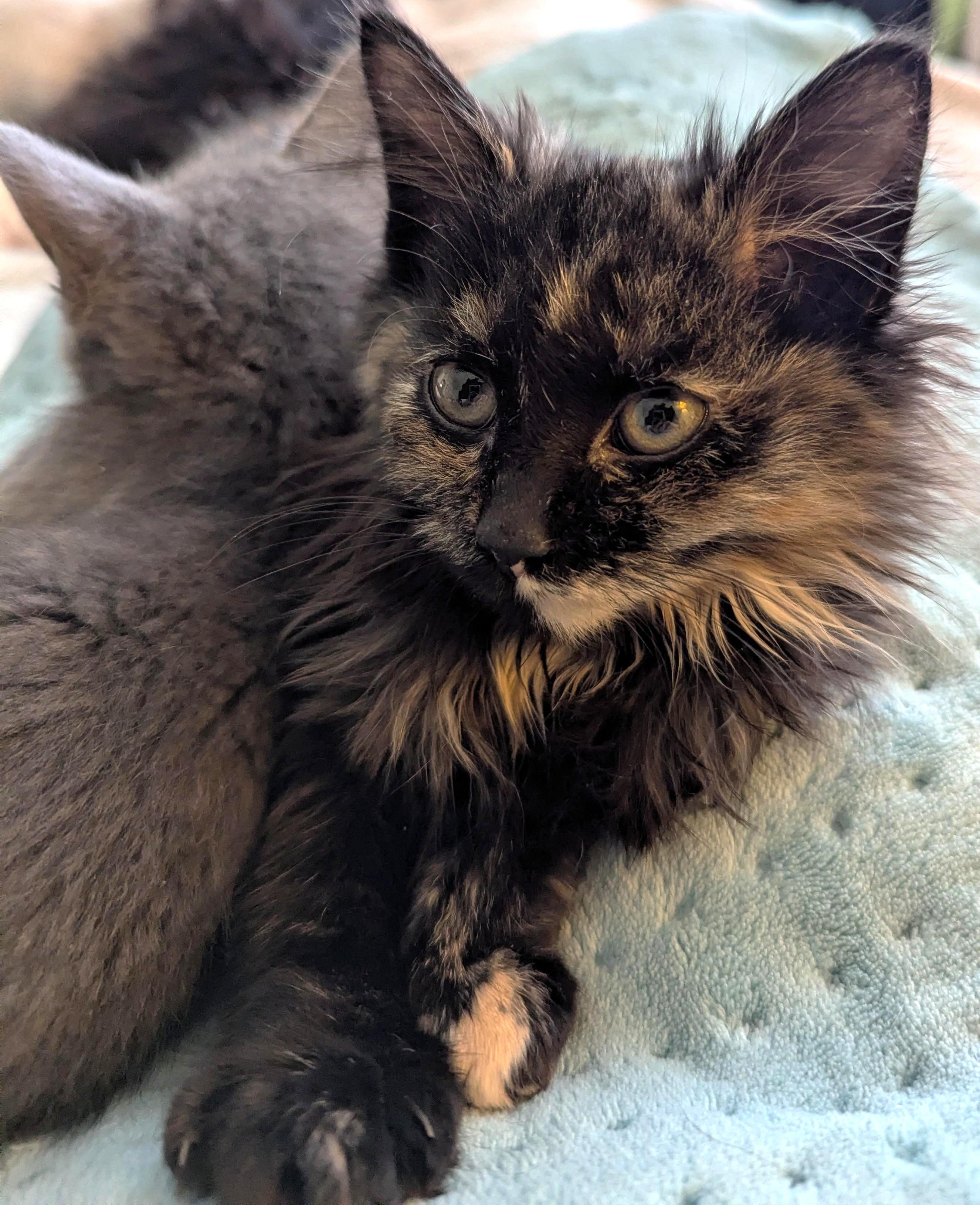 Meow-tini, ADOPTABLE, Kitten Female Domestic Long Hair.