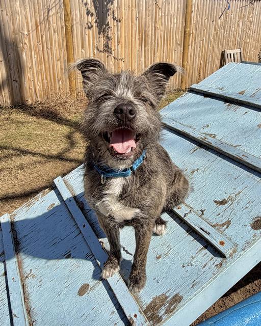 TOBI, Adoptable, Young Male Schnauzer & Mixed Breed.
