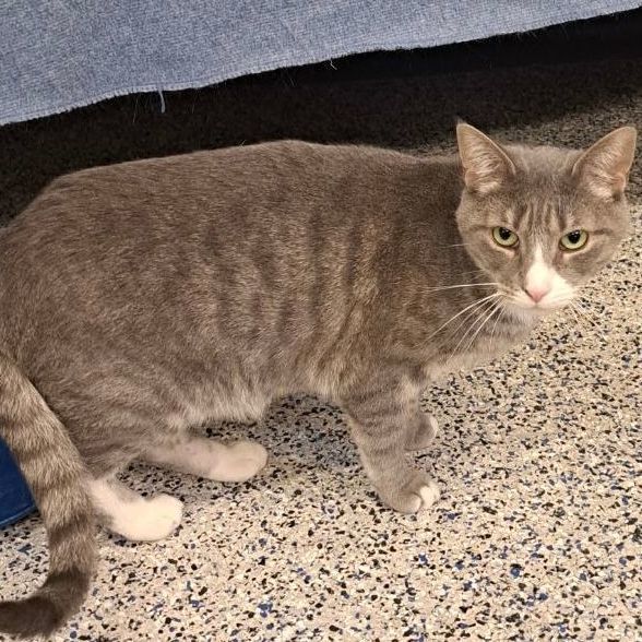 Simon, a Adoptable Tabby in Carneys Point, NJ image 1/5