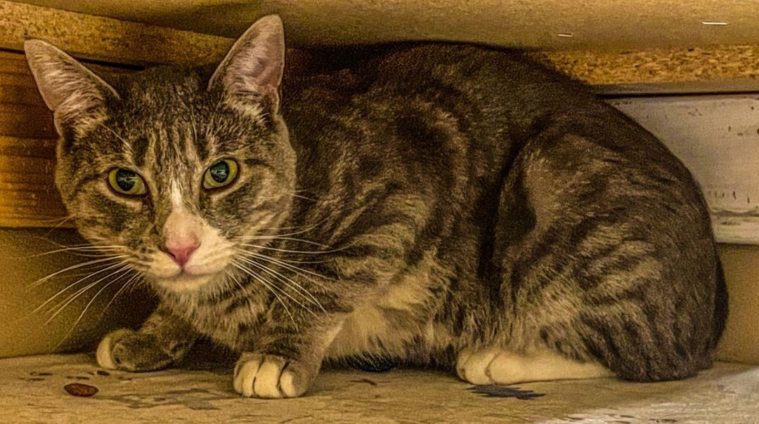 Simon, a Adoptable Tabby in Carneys Point, NJ image 2/5