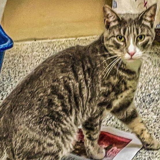 Simon, a Adoptable Tabby in Carneys Point, NJ image 3/5