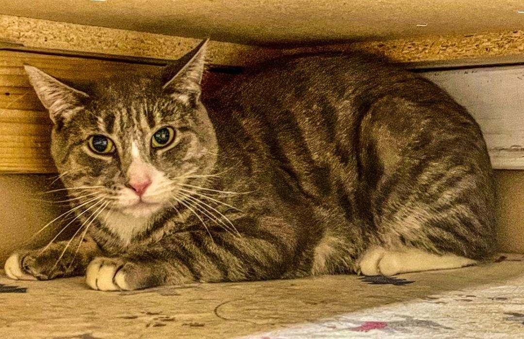 Simon, a Adoptable Tabby in Carneys Point, NJ image 4/5