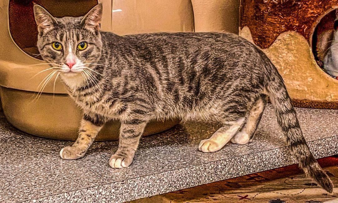 Simon, a Adoptable Tabby in Carneys Point, NJ image 5/5