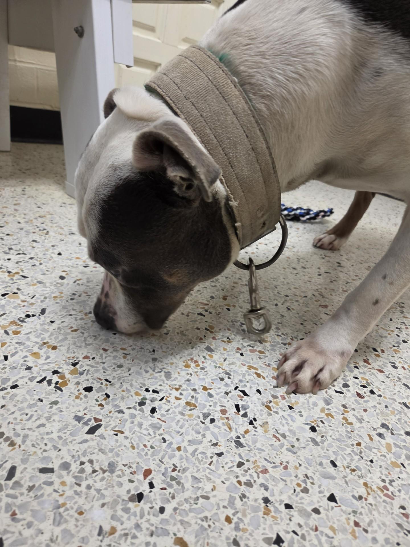 Zack26259, a ADOPTABLE mixed breed in Rocky Mount, NC image 3/3