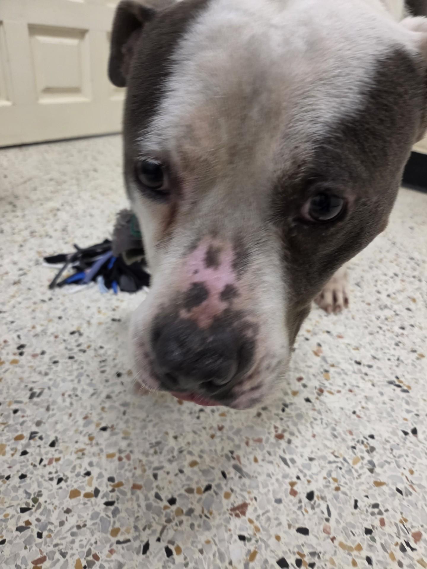 Zack26259, ADOPTABLE, Adult Male American Bulldog.