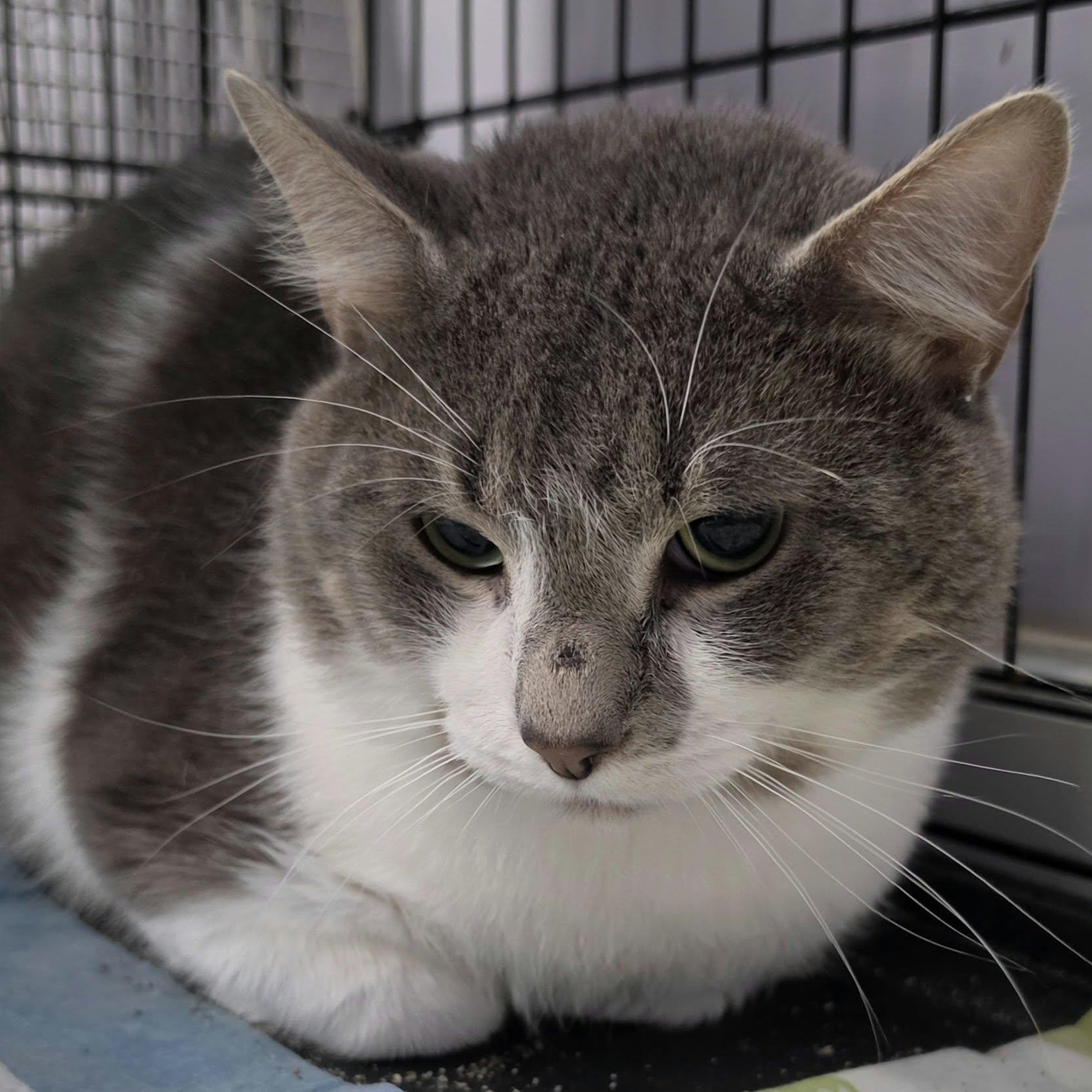 Enlarge Grayson, Handsome Guy, a Adopted Domestic Short Hair in Meriden, CT image 4/5