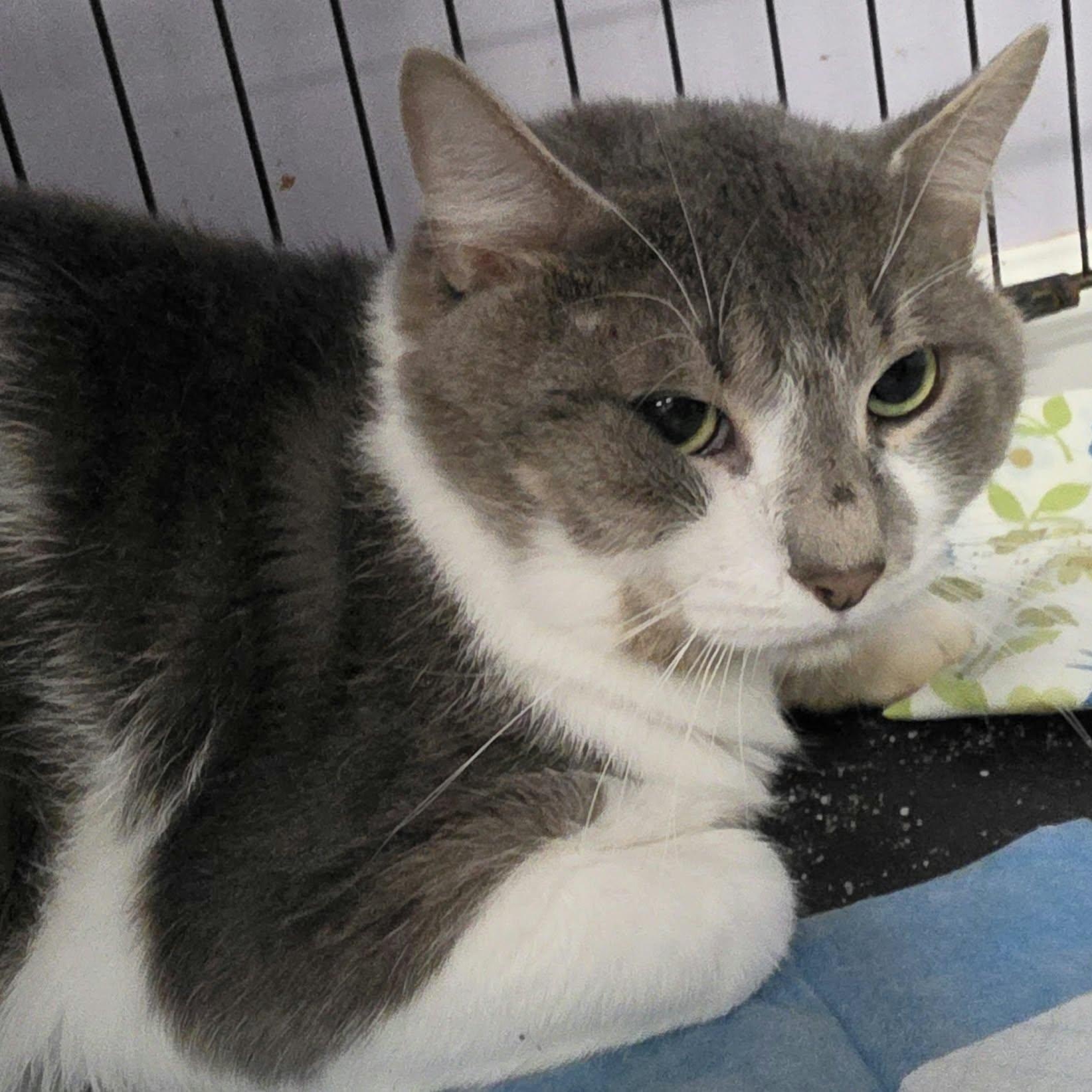 Enlarge Grayson, Handsome Guy, a Adopted Domestic Short Hair in Meriden, CT image 3/5