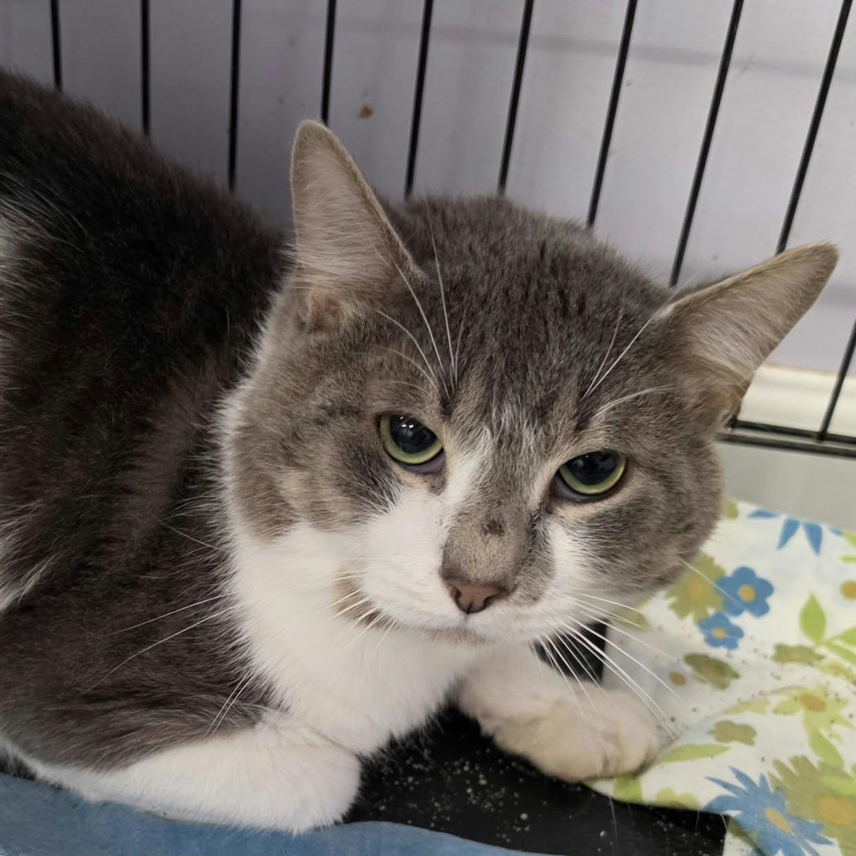 Enlarge Grayson, Handsome Guy, a Adopted Domestic Short Hair in Meriden, CT image 2/5