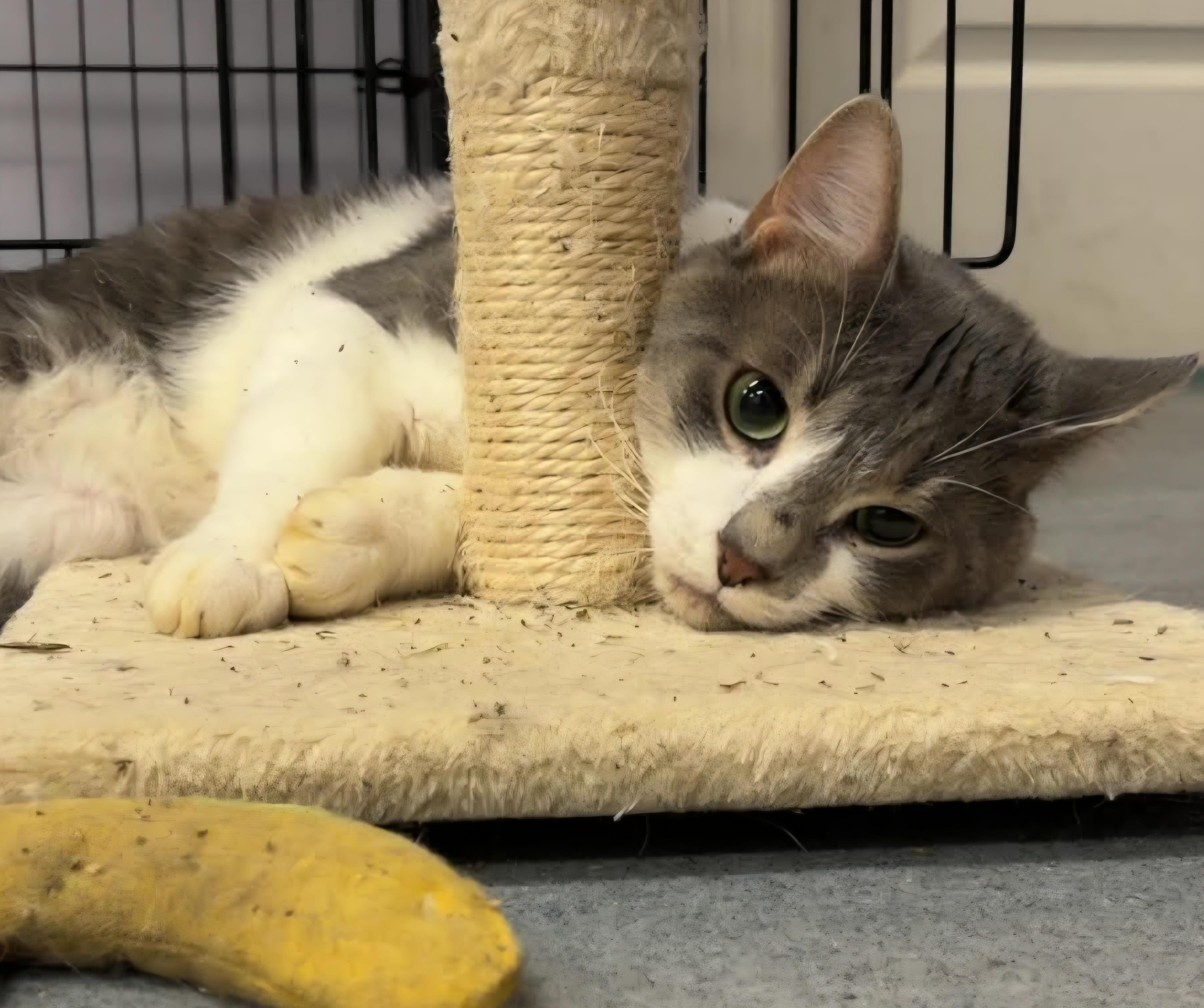 Enlarge Grayson, Handsome Guy, a Adopted Domestic Short Hair in Meriden, CT image 5/5