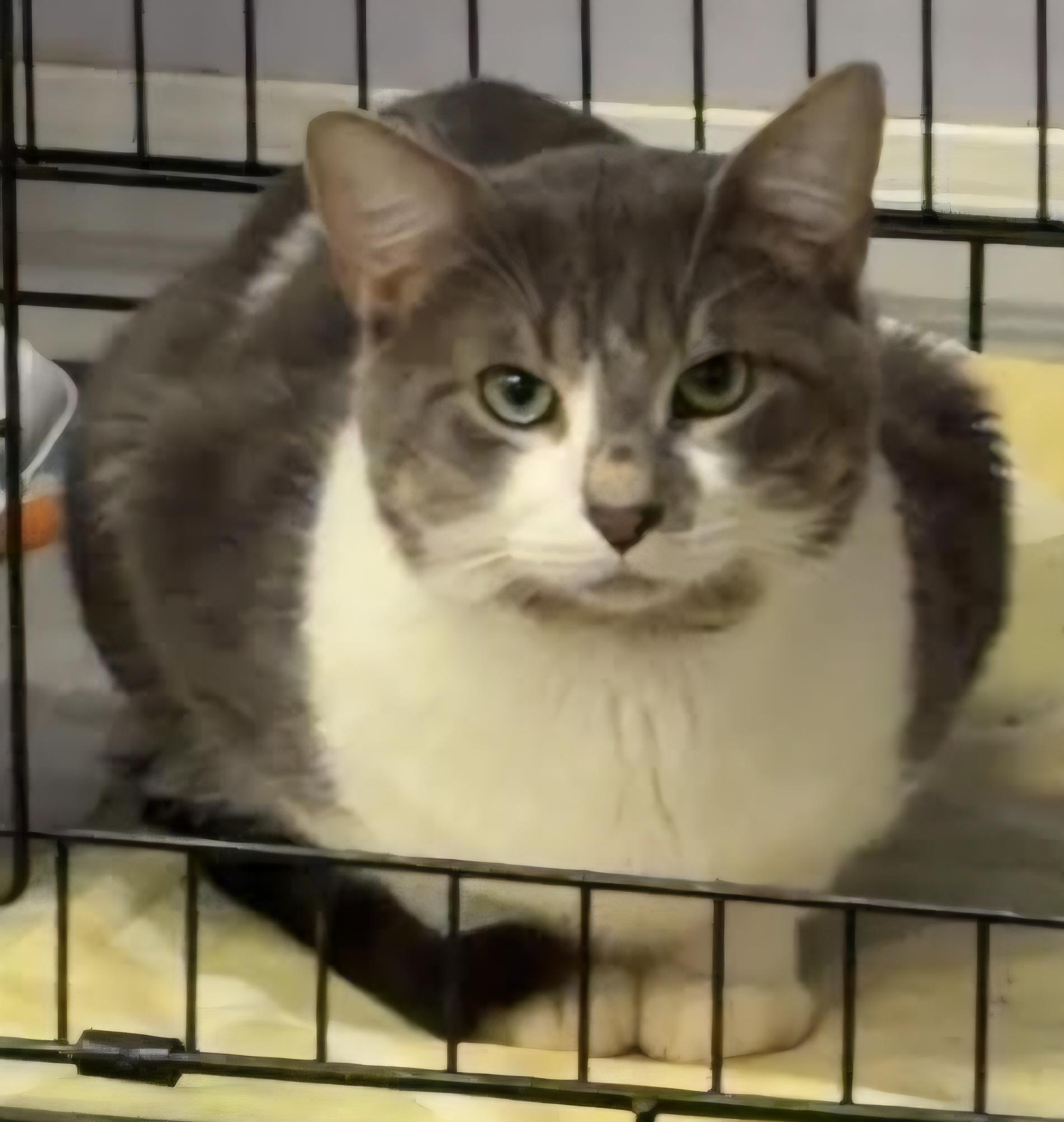 Enlarge Grayson, Handsome Guy, a Adopted Domestic Short Hair in Meriden, CT image 1/5