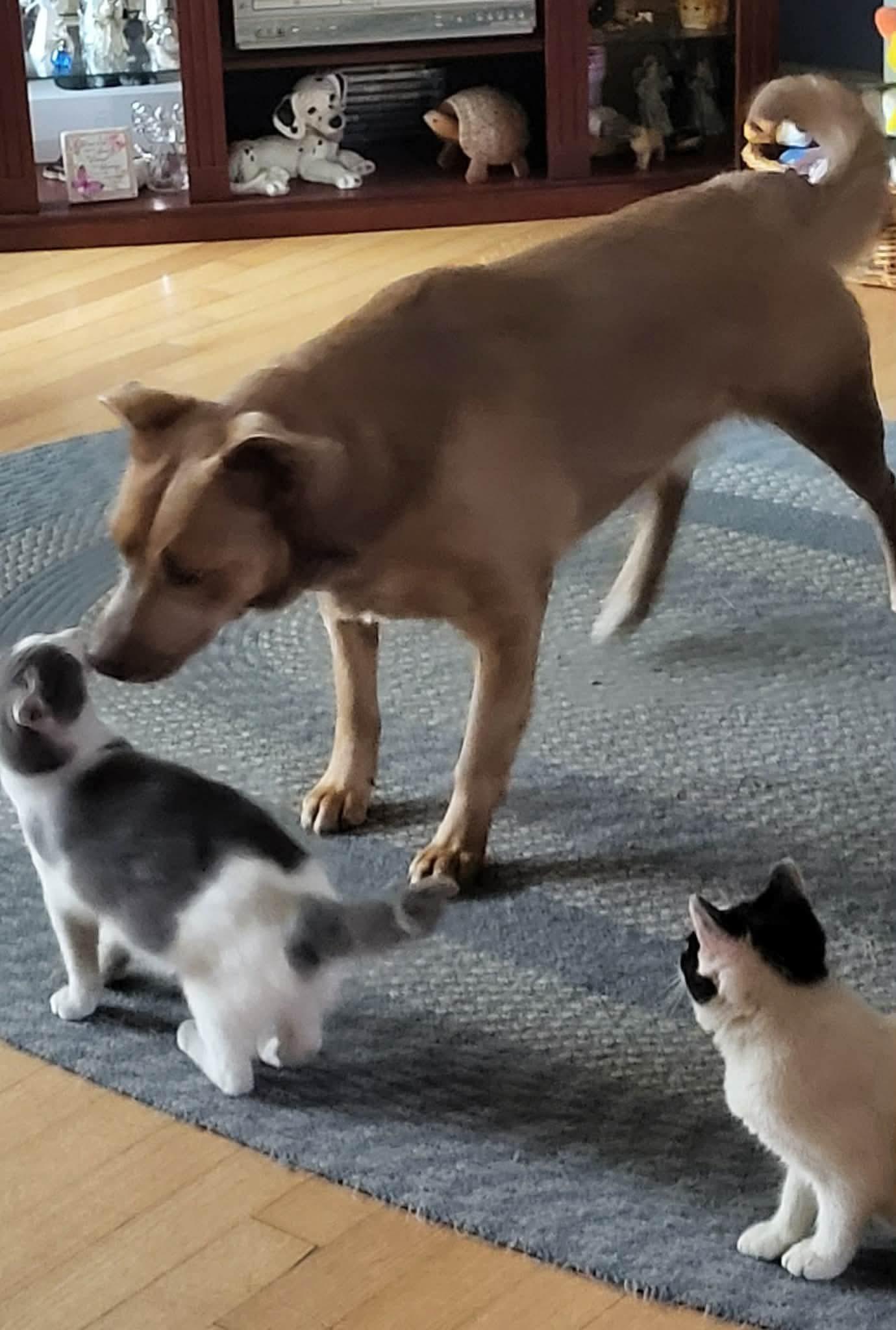 Miss Skye (20250131-01)