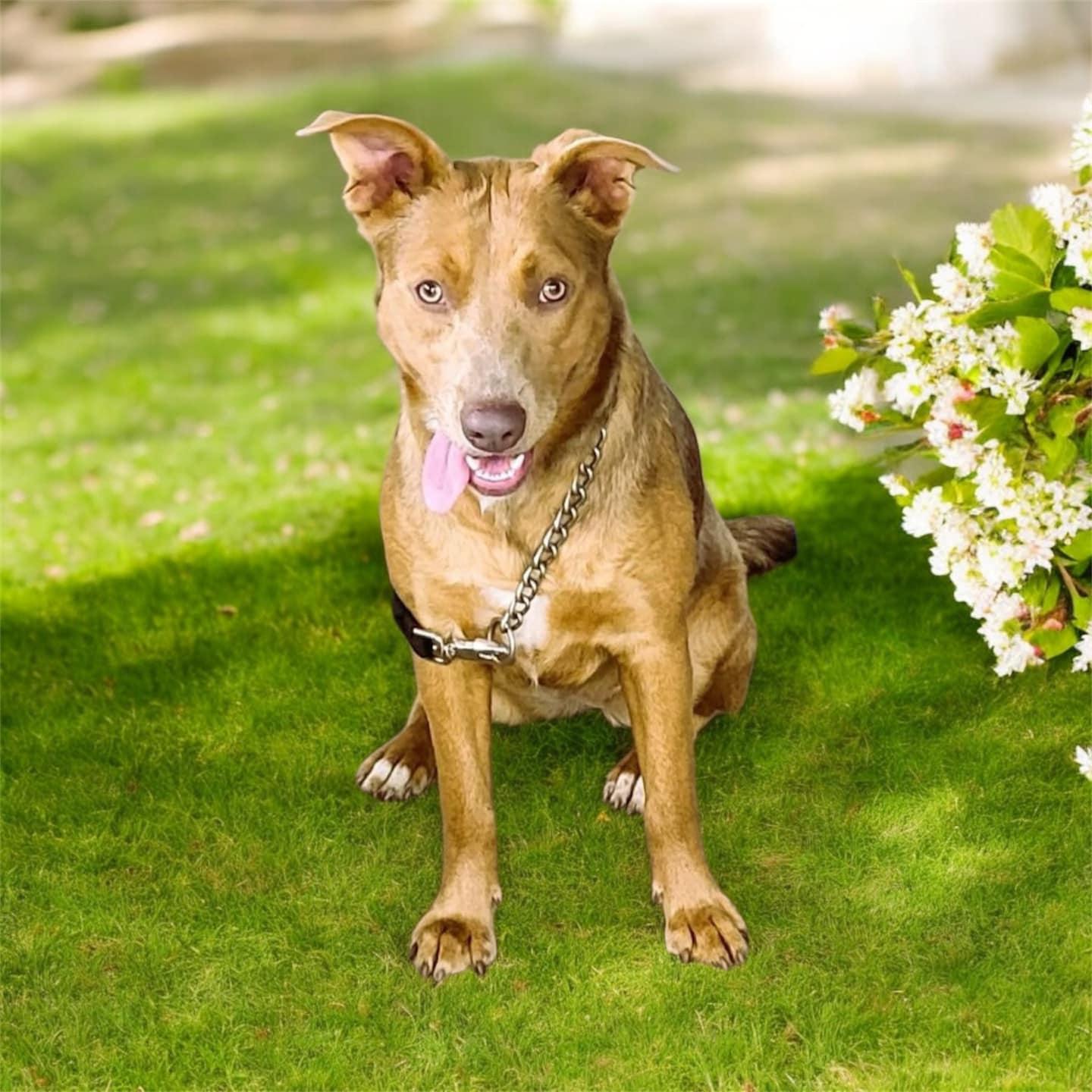 Miss Skye (20250131-01) — thumbnail 4