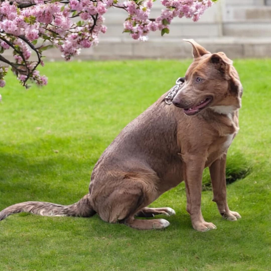 Miss Skye (20250131-01) — thumbnail 6