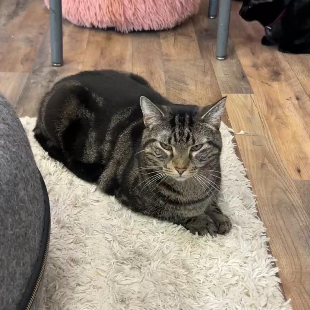 Enlarge Mariah, a Adoptable Domestic Short Hair in Philadelphia, PA image 1/6