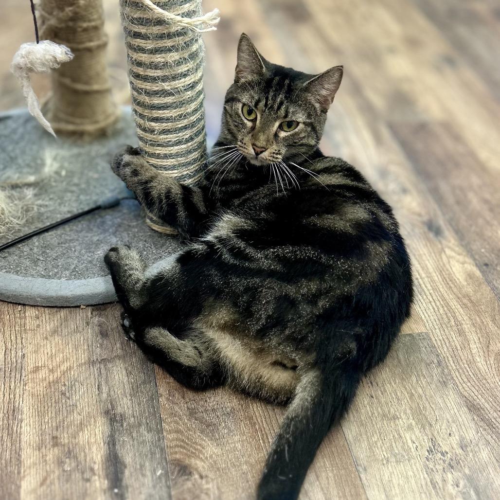 Mariah, Adoptable, Adult Female Domestic Short Hair.