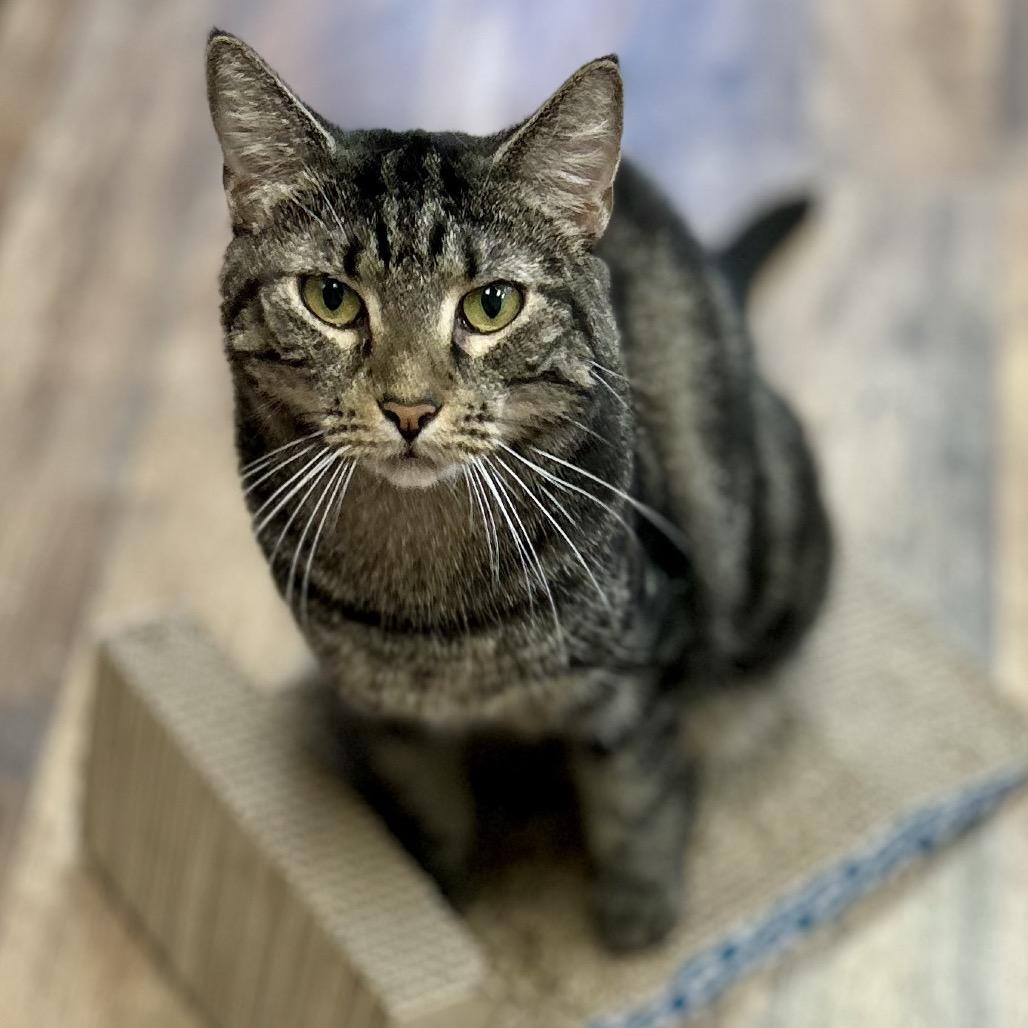 Enlarge Mariah, a Adoptable Domestic Short Hair in Philadelphia, PA image 6/6