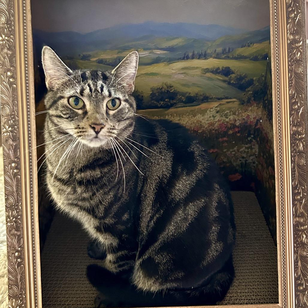 Enlarge Mariah, a Adoptable Domestic Short Hair in Philadelphia, PA image 2/6
