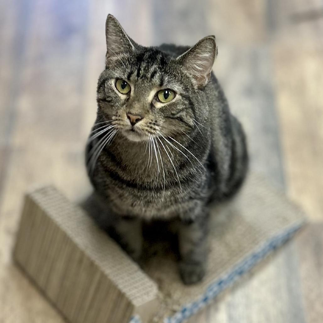 Enlarge Mariah, a Adoptable Domestic Short Hair in Philadelphia, PA image 3/6