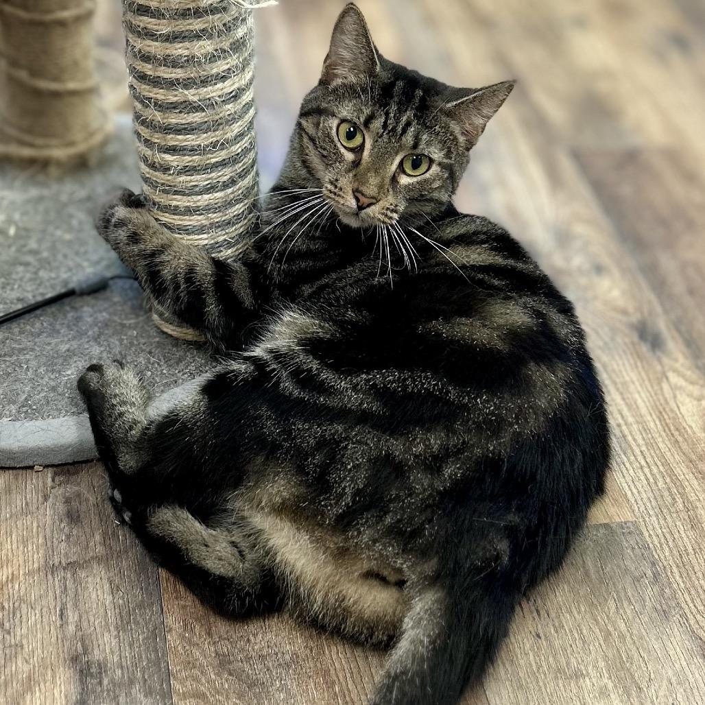 Enlarge Mariah, a Adoptable Domestic Short Hair in Philadelphia, PA image 4/6