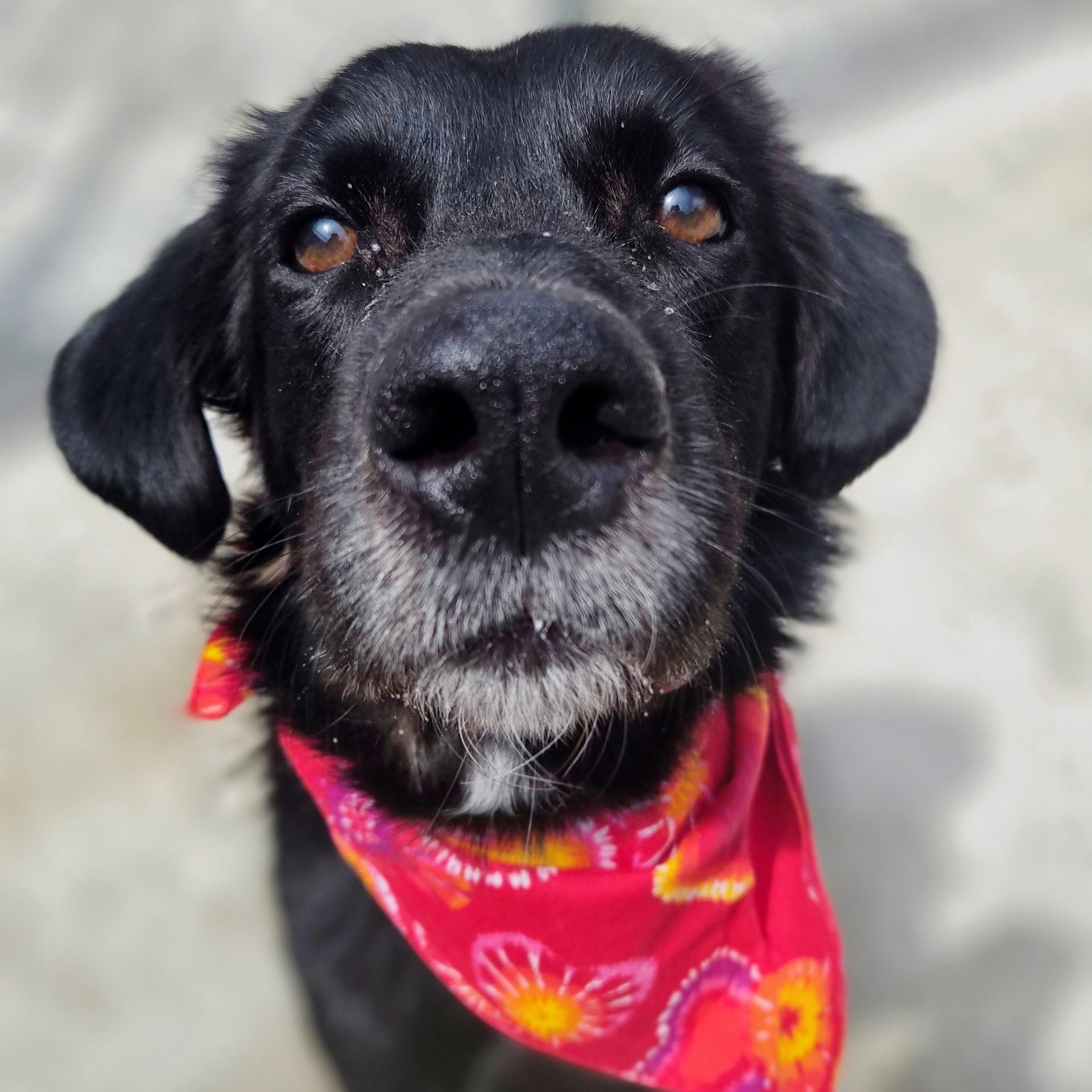 Enlarge Winston, a ADOPTABLE mixed breed in Cornelius, NC image 3/5