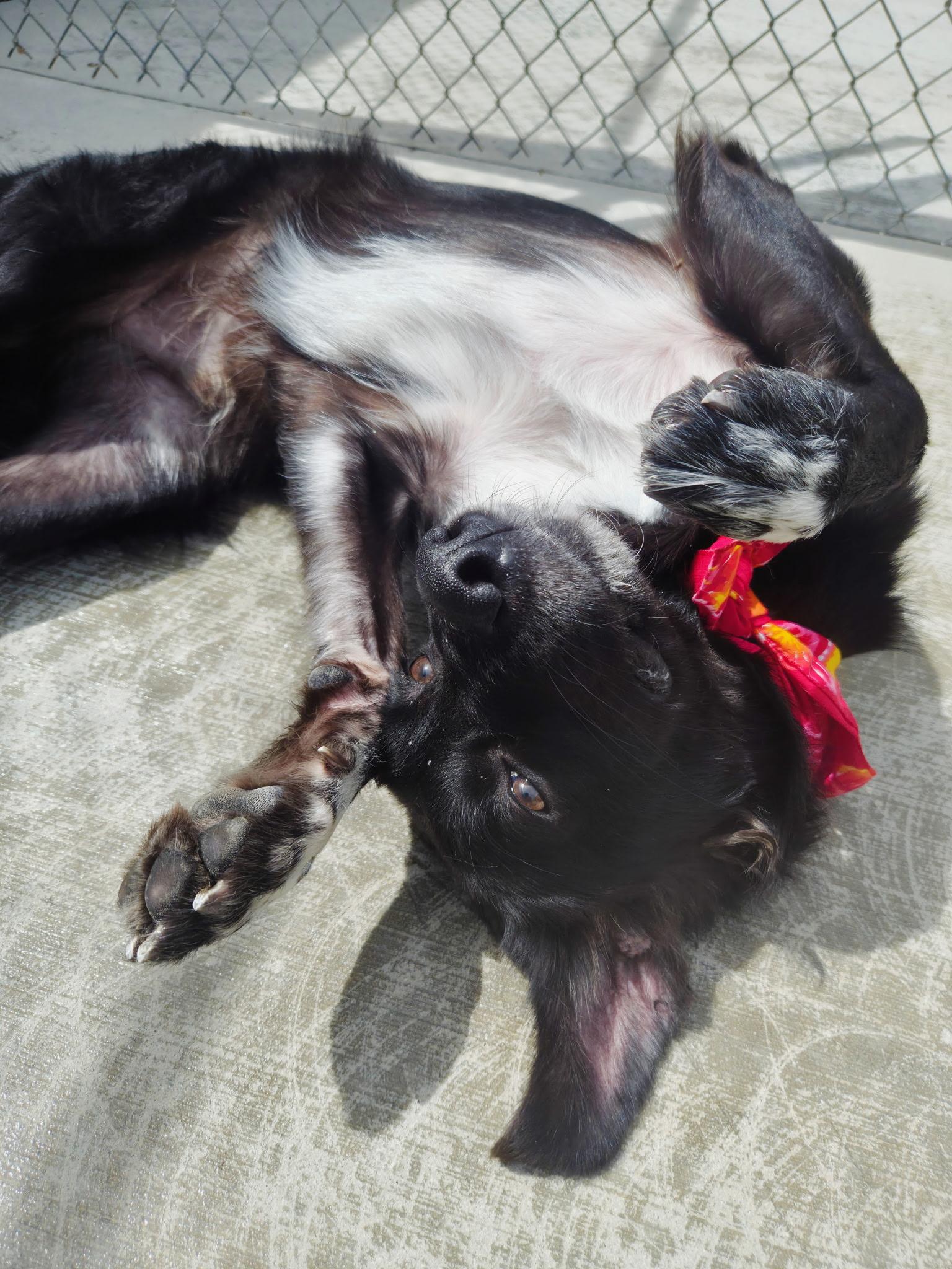 Enlarge Winston, a ADOPTABLE mixed breed in Cornelius, NC image 2/5