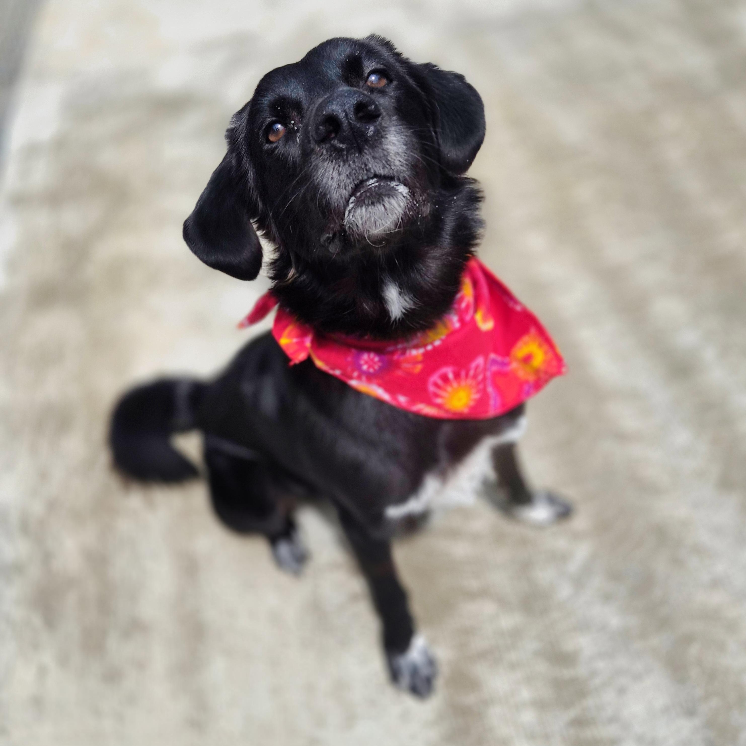 Winston, ADOPTABLE, Adult Male Border Collie & Labrador Retriever.