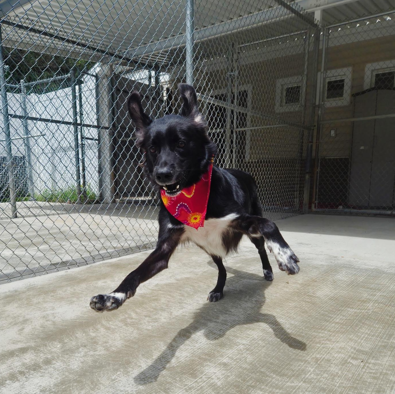 Enlarge Winston, a ADOPTABLE mixed breed in Cornelius, NC image 4/5