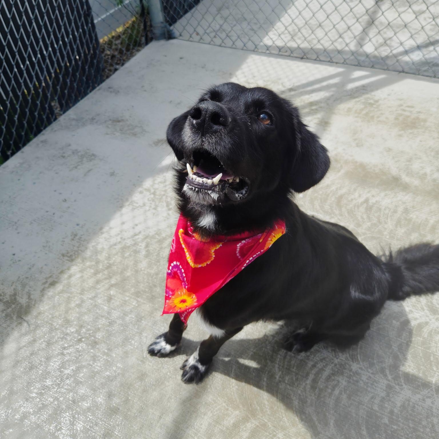 Enlarge Winston, a ADOPTABLE mixed breed in Cornelius, NC image 5/5