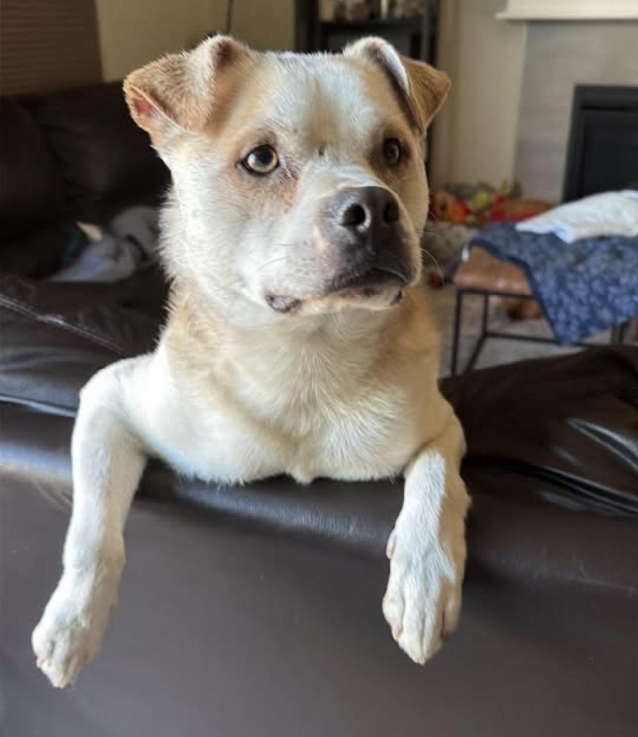 Krypto, Adoptable, Young Male Chihuahua & American Staffordshire Terrier.