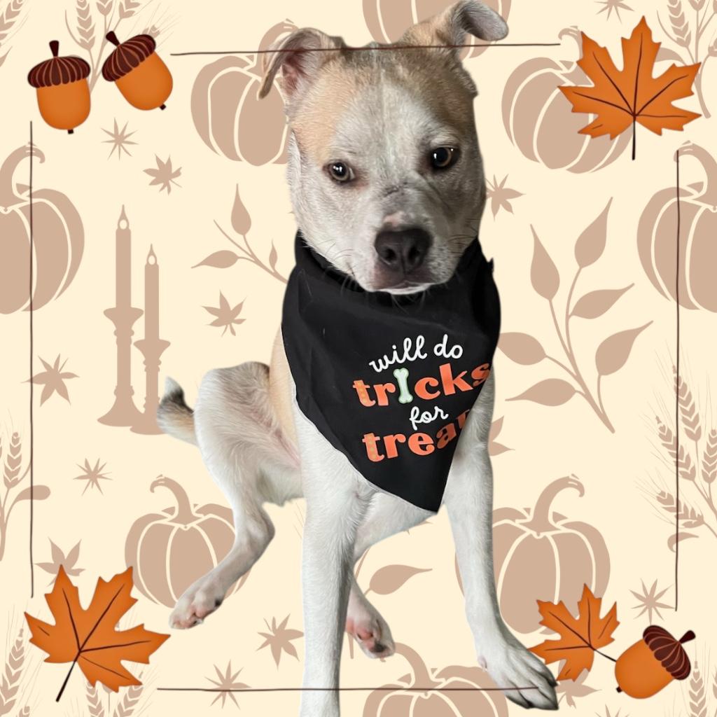 Enlarge Krypto, a Adoptable mixed breed in Anchorage, AK image 2/5