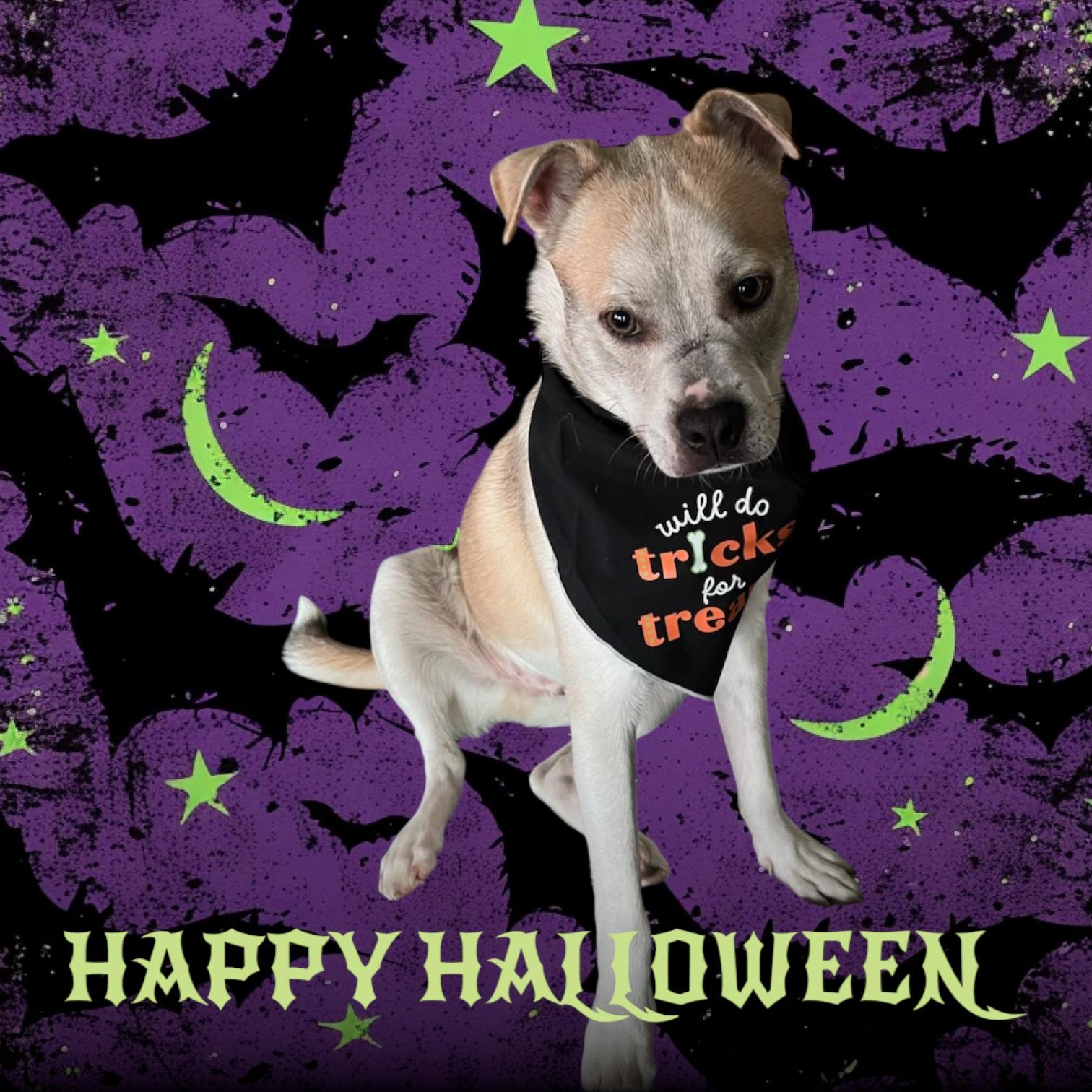 Enlarge Krypto, a Adoptable mixed breed in Anchorage, AK image 3/5