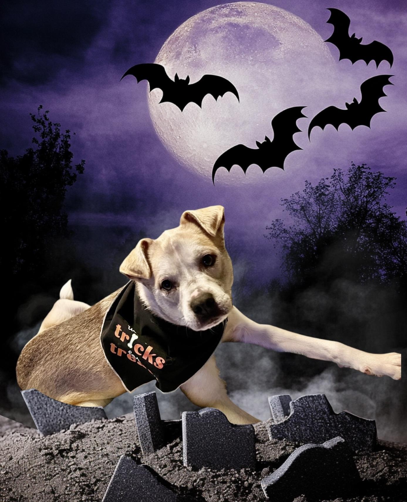 Enlarge Krypto, a Adoptable mixed breed in Anchorage, AK image 4/5